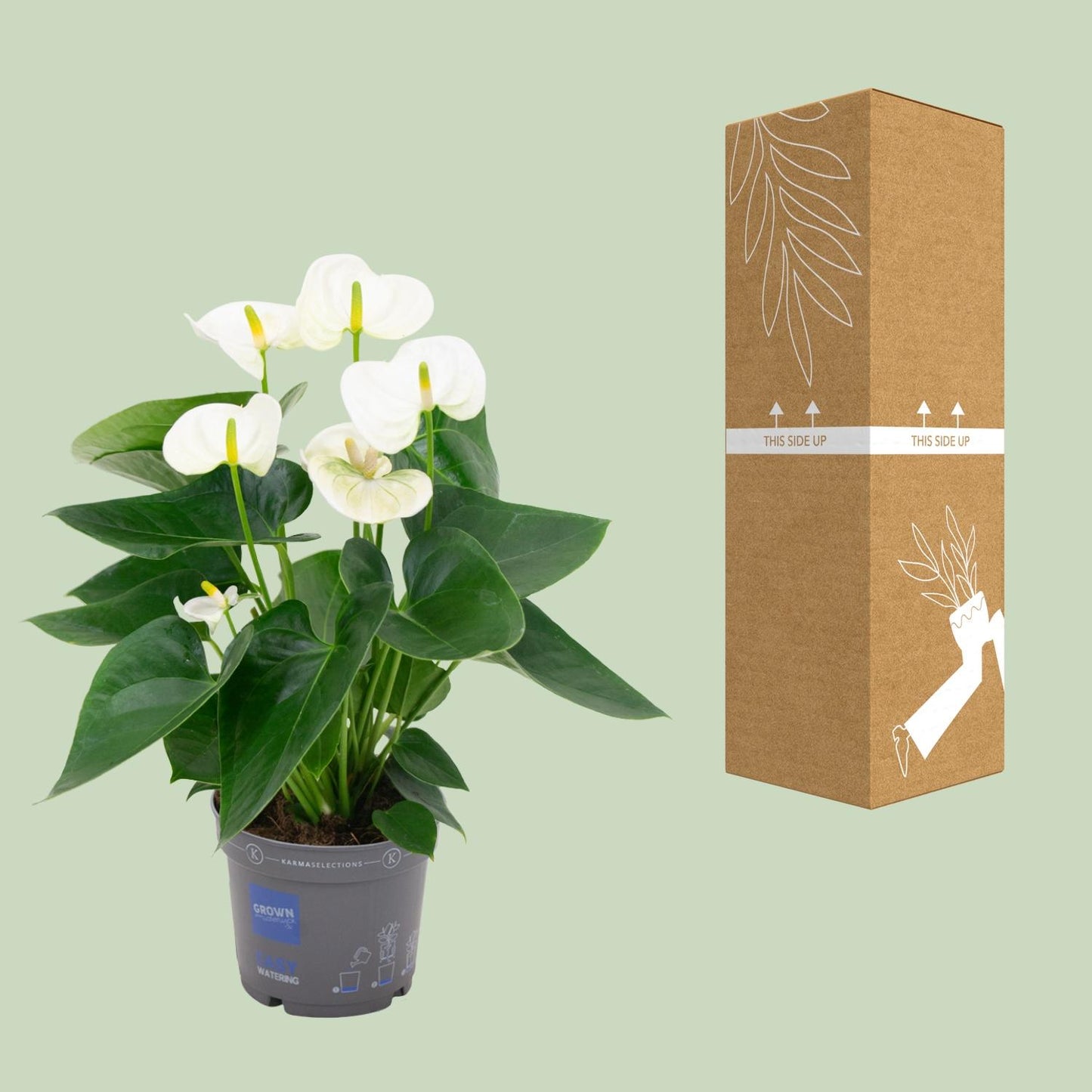 Anthurium White - Ø12cm - ↕43cm - pflanzfix24