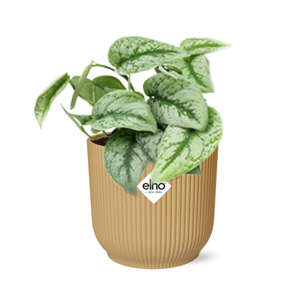 Scindapsus Pictus Trebie 14 cm ELHO Vibes Gelb | Pflanzfix24
