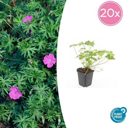 20x Geranium 'Tiny Monster' - Pflanzfix24.de - Höhe 10-25cm, Topfgröße Ø9cm - Pflanzfix24.de
