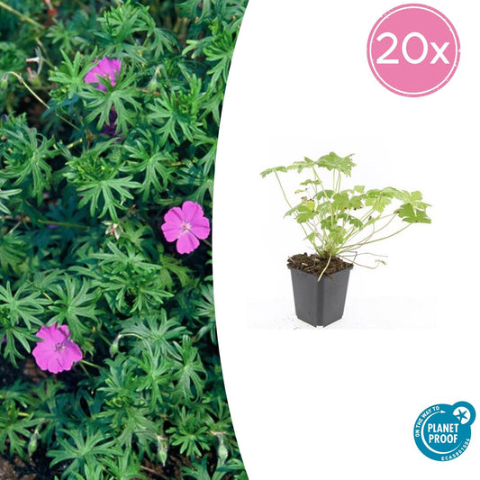 20x Geranium 'Tiny Monster' - Pflanzfix24.de - Höhe 10-25cm, Topfgröße Ø9cm - Pflanzfix24.de