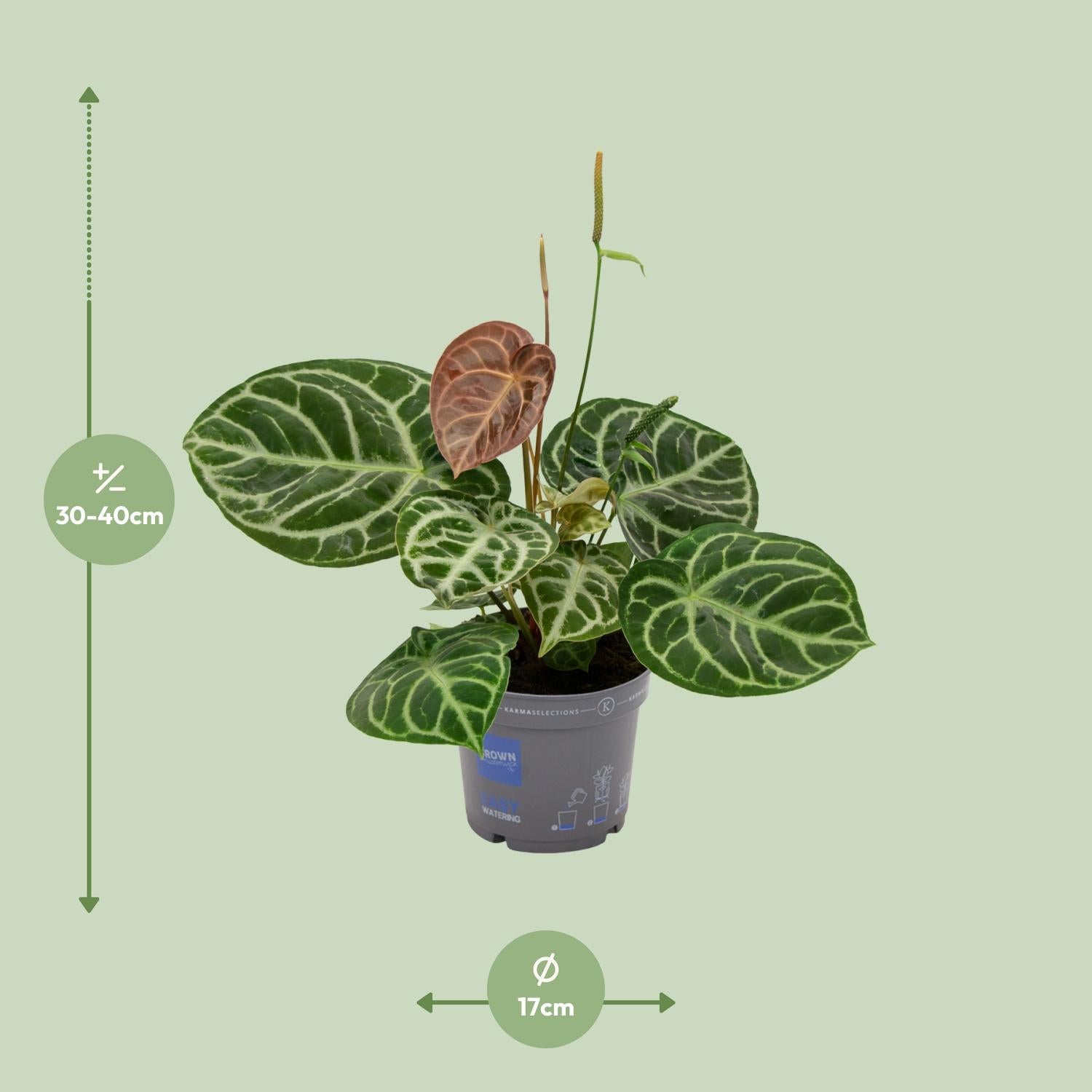 Anthurium Crystal Hybride Compact - Pflanzfix24.de - Pflanzfix24.de