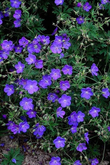 24x Geranium 'Johnson's Blue' - Pflanzfix24
