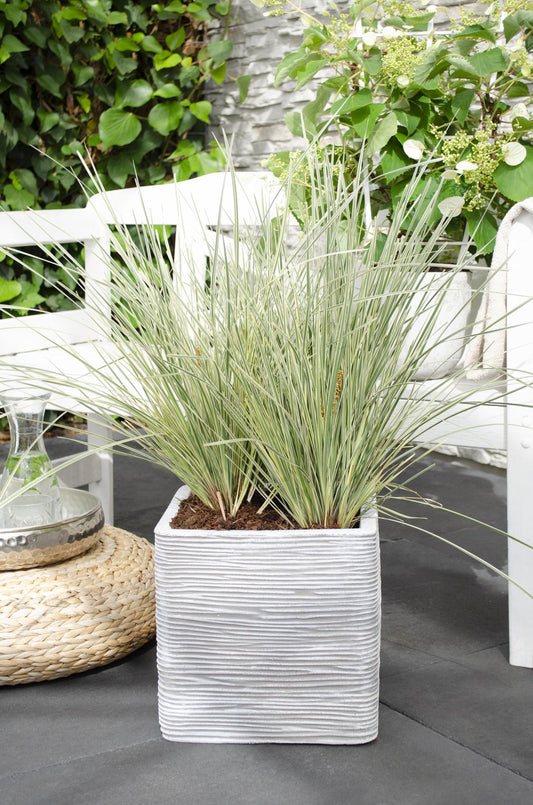 Lomandra 'White Sands' - Ø19cm - ↕40cm - Pflanzfix24