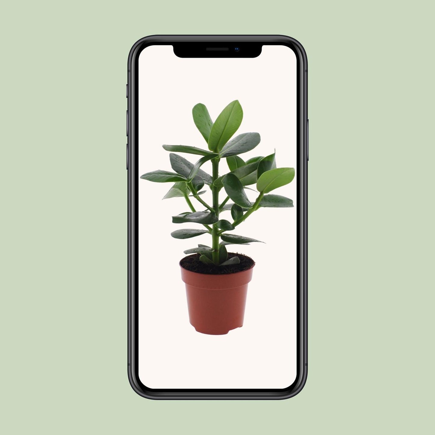 Clusia Rosea Princess - Ø12cm - Pflanzfix24.de - Pflanzfix24.de