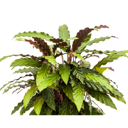 Calathea Rufibarba Ø27cm - ↕60 - 80cm - Pflanzfix24