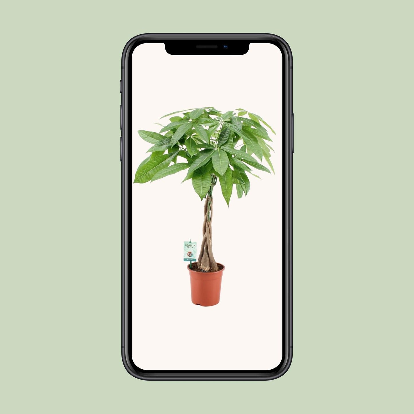 Pachira Aquatica Ø19cm | Zimmerpflanze 80cm bei Pflanzfix24