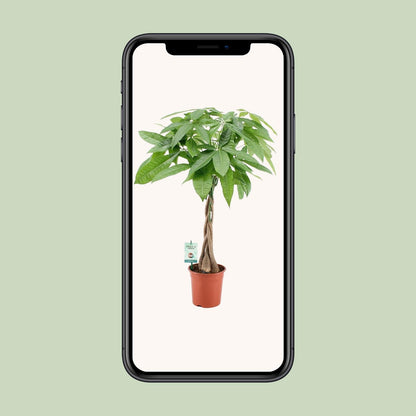 Pachira Aquatica Ø19cm | Zimmerpflanze 80cm bei Pflanzfix24