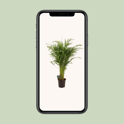 Dypsis Lutescens - Ø21cm - ↕110cm - Pflanzfix24
