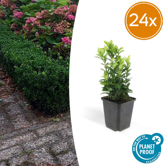 24x Euonymus japonicus 'Green Spire' - ↕10-25cm - Ø9cm - Pflanzfix24