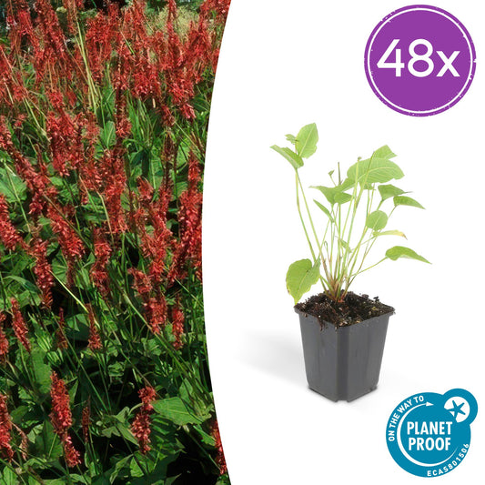 48x Persicaria amplexicaulis - ↕10-25cm - Ø9cm - Pflanzfix24
