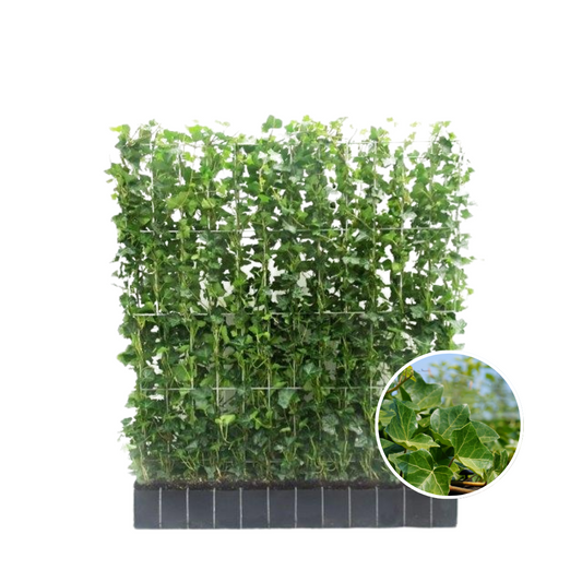 Hedera Hibernica - Efeu - Fertighecke - Pflanzfix24.de - Pflanzfix24.de