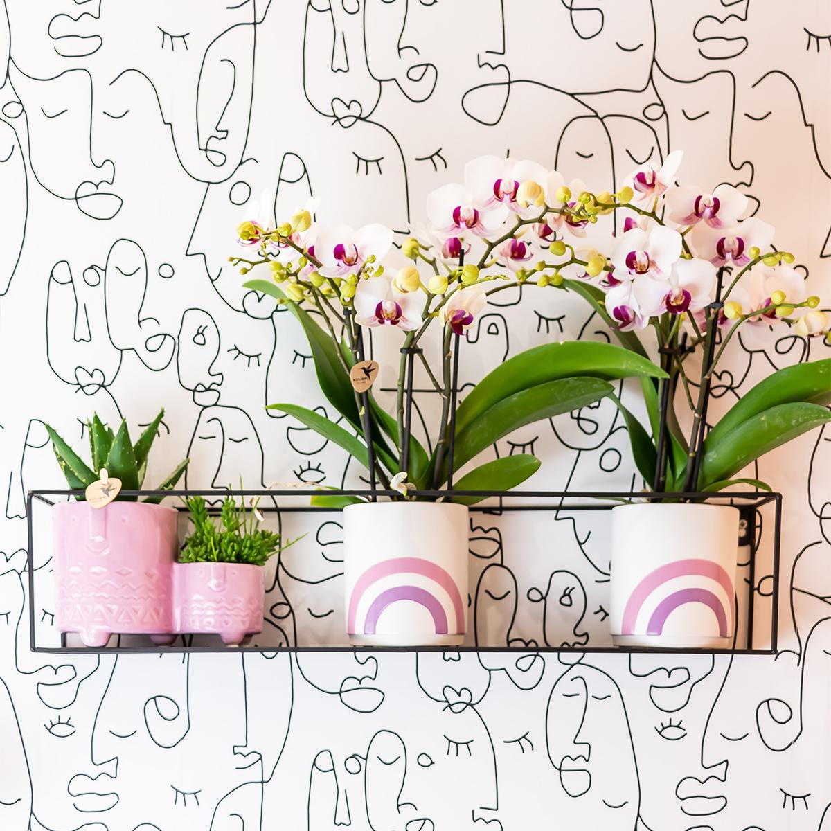 Kolibri Orchideen Phalaenopsis Mineral Gibraltar Weiß Ø9cm – Pflanzfix24.de - Pflanzfix24.de