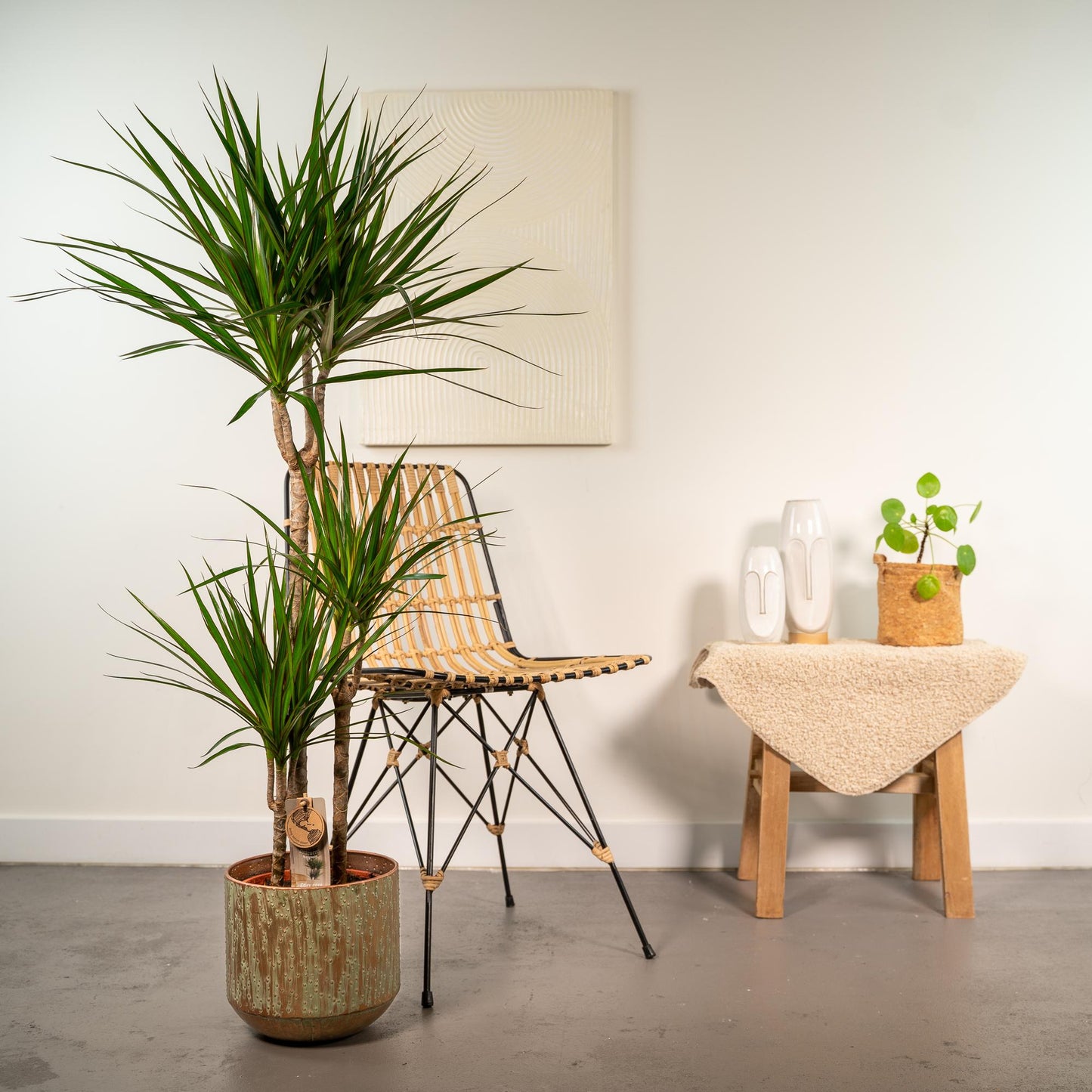 Dracaena Marginata mit Topf - 120cm Höhe - Ø21cm - Pflanzfix24