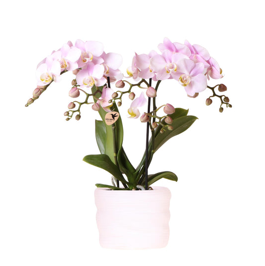 Rosa Portugal-Orchidee im Como-Topf mit Easy Watering System - Pflanzfix24