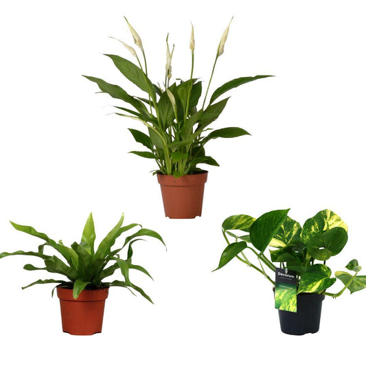Luchtzuiverende Mix – 3 Zimmerpflanzen im Set Ø12cm | Asplenium, Spathiphyllum & Epipremnum - Pflanzfix24
