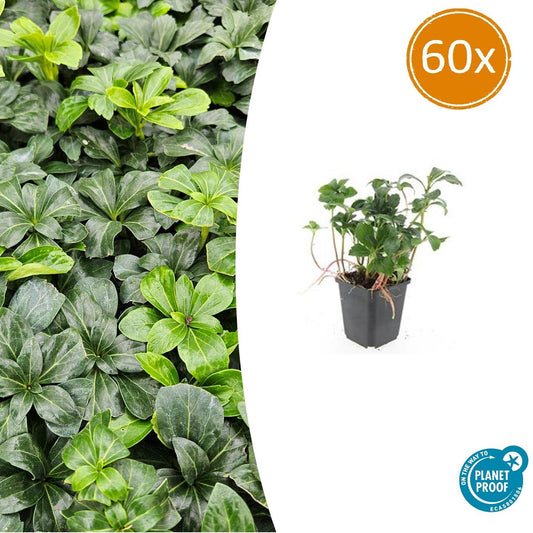 Pachysandra terminalis 'Green Sheen' - 10-25cm - 9cm - Pflanzfix24.de - Pflanzfix24.de
