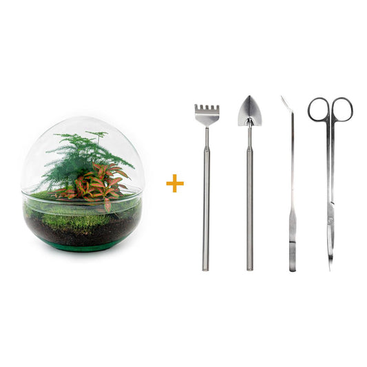 DIY Flaschengarten - Dome Rot - 20 cm - Pflanzfix24.de - Pflanzfix24.de