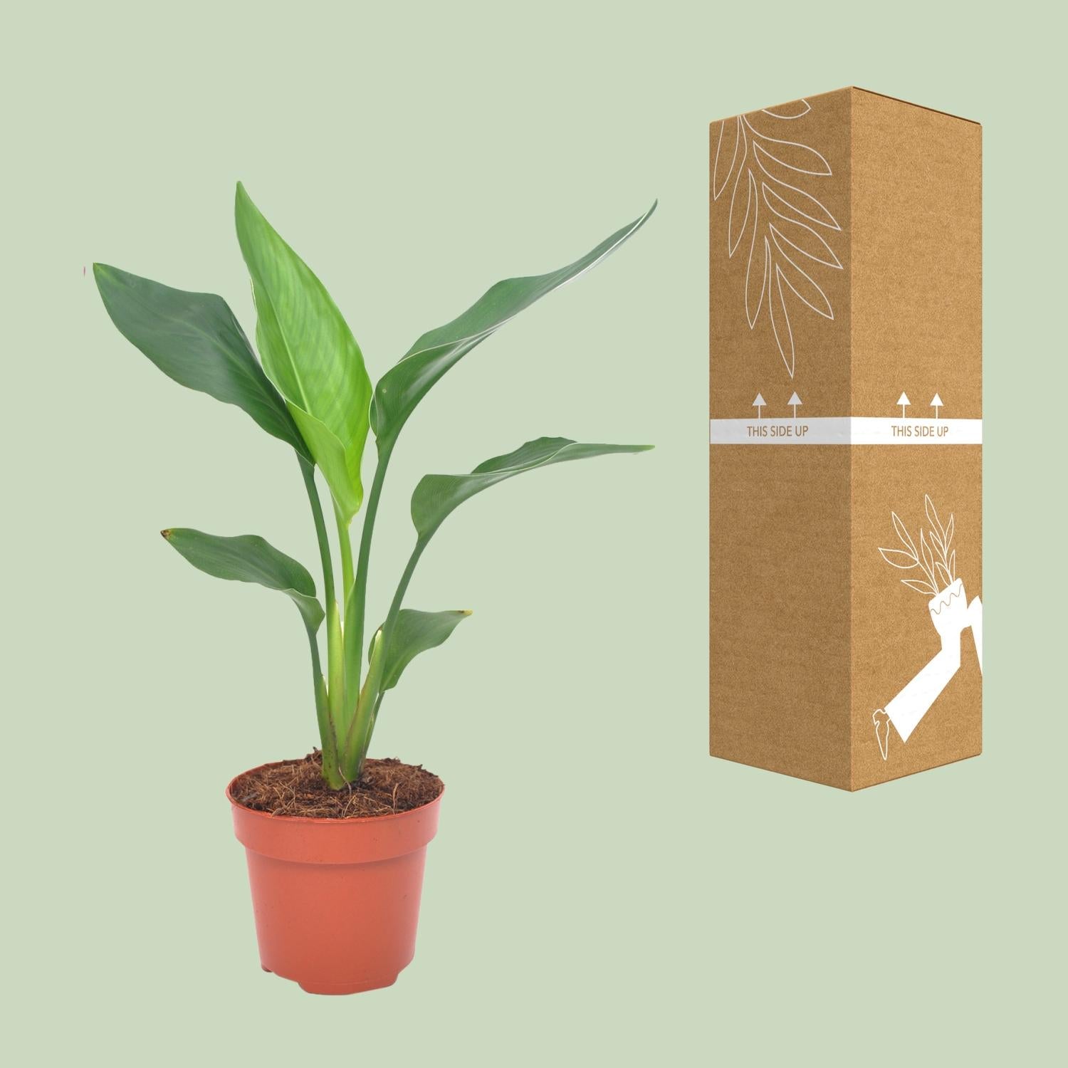 Strelitzia Regina Ø12cm – 40cm hoch – Pflanzfix24.de - Pflanzfix24.de