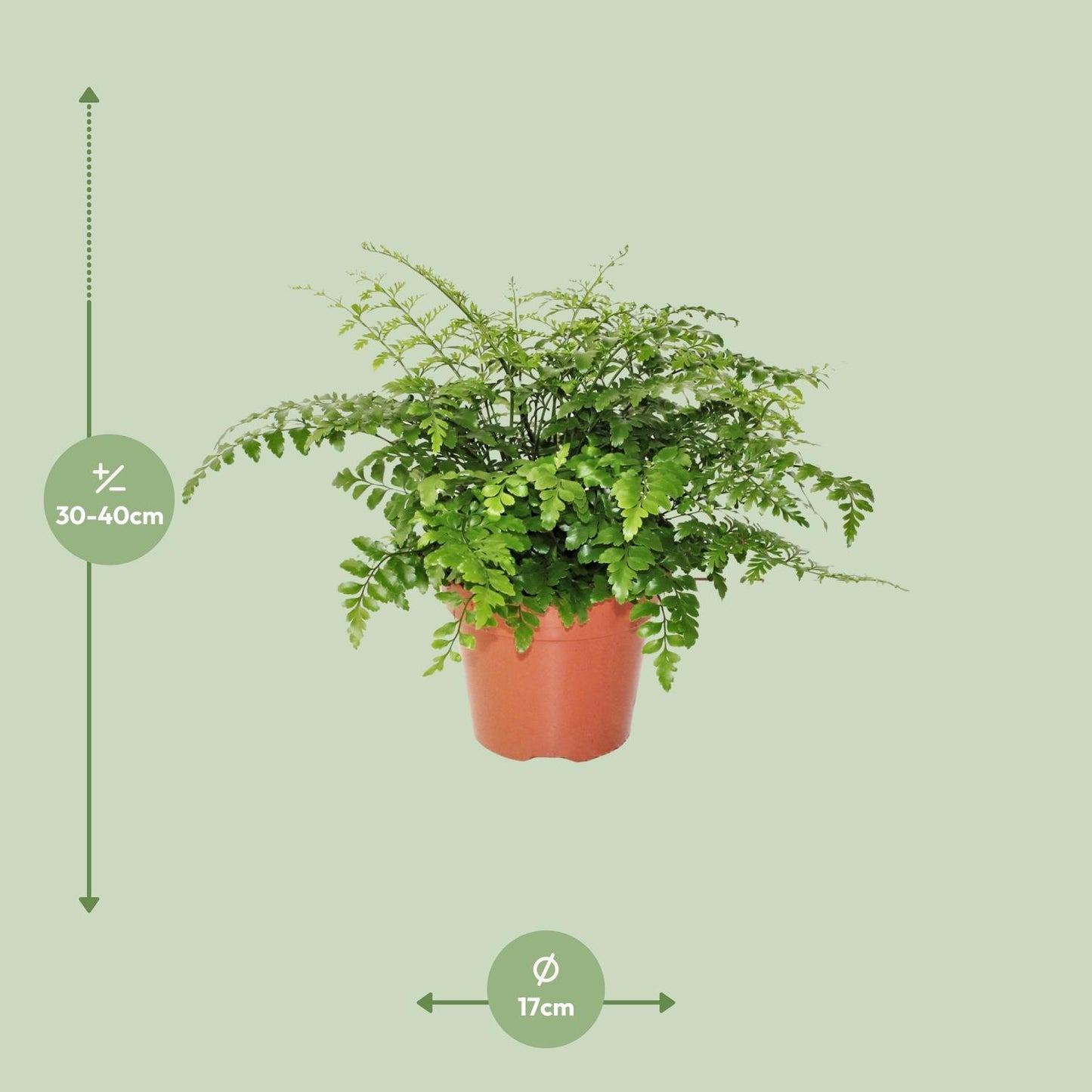 Asplenium Parvati - Ø17cm - ↕30cm bei Pflanzfix24.de - Pflanzfix24.de