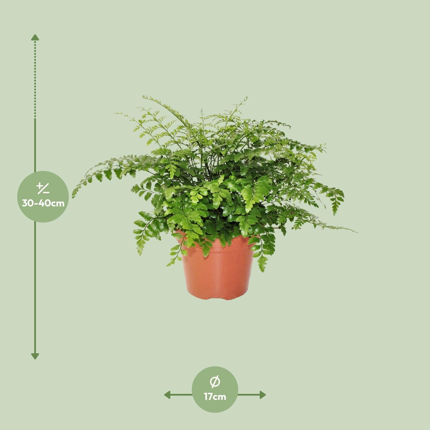 Asplenium Parvati - Ø17cm - ↕30cm bei Pflanzfix24.de - Pflanzfix24.de