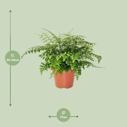 Asplenium Parvati - Ø17cm - ↕30cm bei Pflanzfix24.de - Pflanzfix24.de
