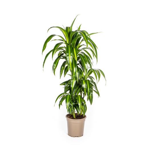 Dracaena Deremensis Hawaiian Sunshine Ø21cm - Pflanzfix24