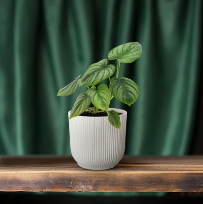 Philodendron Mamei - Ø12cm - ↕25cm bei Pflanzfix24