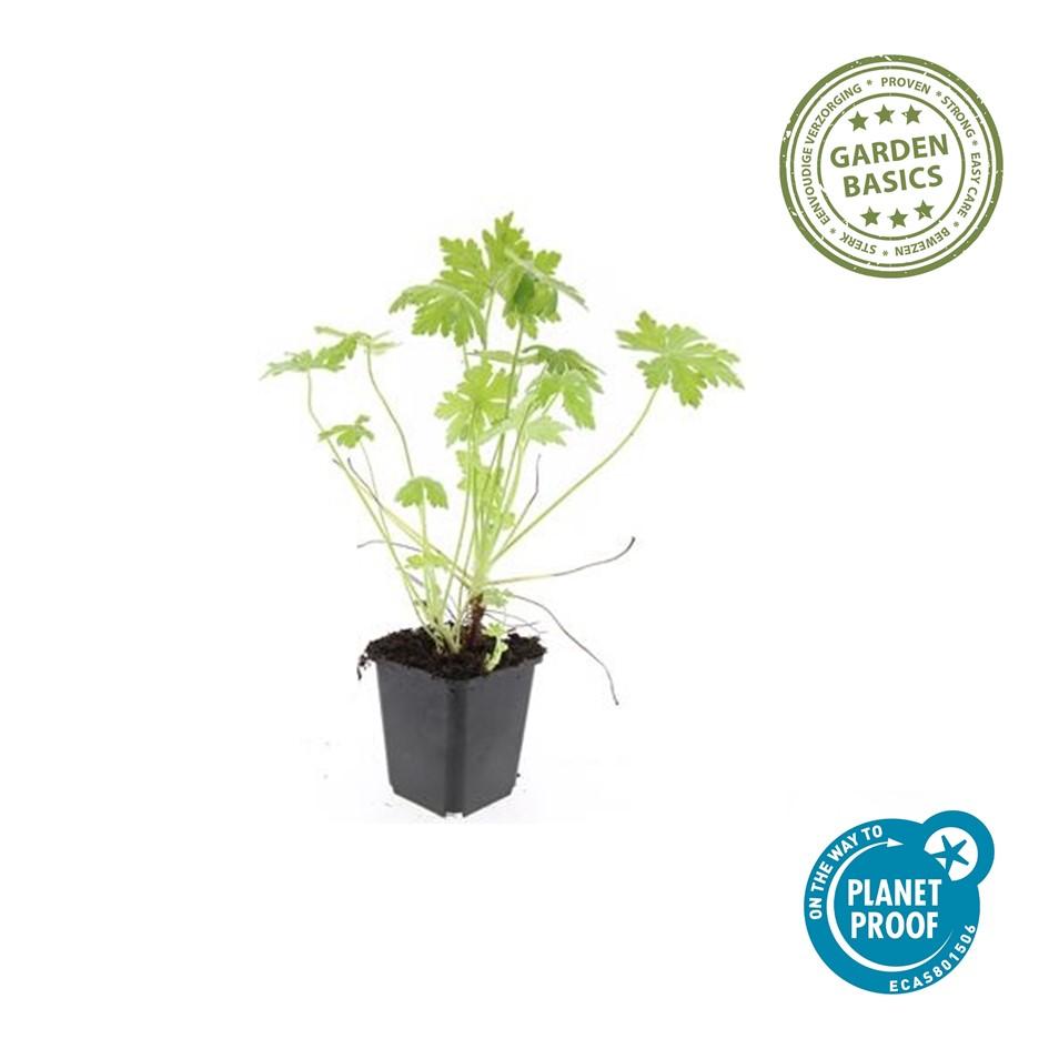 20x Robuste Geranium macrorrhizum von Pflanzfix24.de - ↕10-25cm - Ø9cm - Pflanzfix24.de