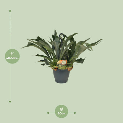 Platycerium Bifurcatum Hirschgeweihfarn Ø21cm – Pflanzfix24.de - Pflanzfix24.de
