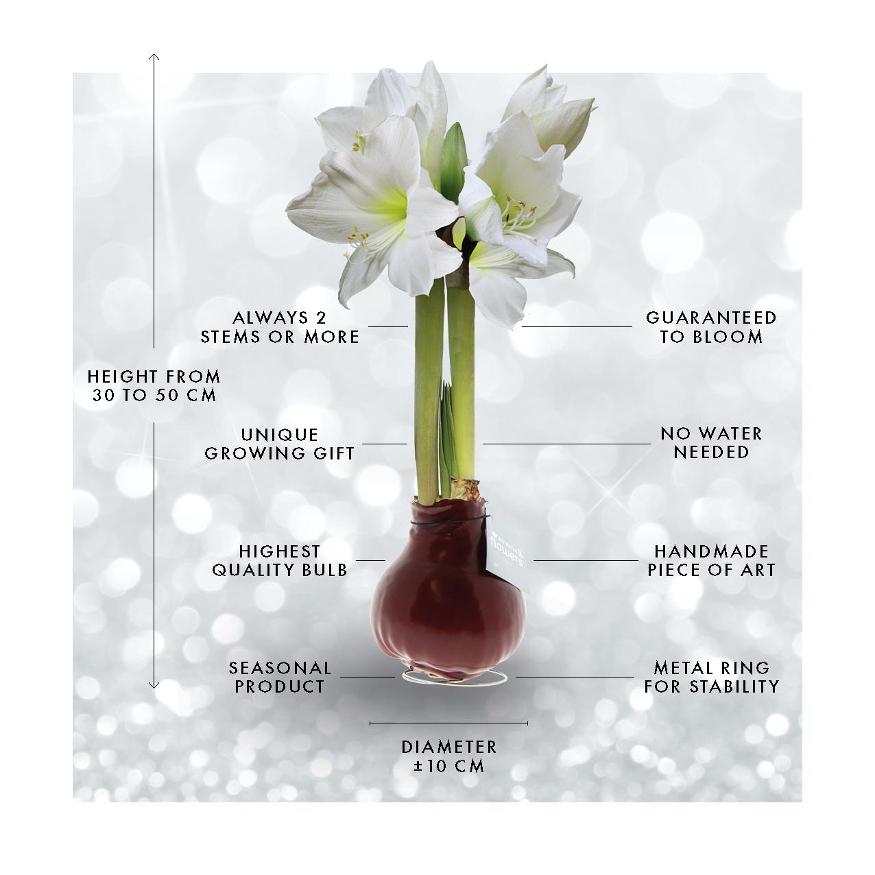 No Water Flowers® | Waxz® Colours - White + White flower - Pflanzfix24