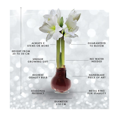 No Water Flowers® | Waxz® Colours - White + White flower - Pflanzfix24