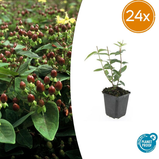 24x Hypericum inodorum 'Rheingold' - ↕10-25cm - Ø9cm - Pflanzfix24