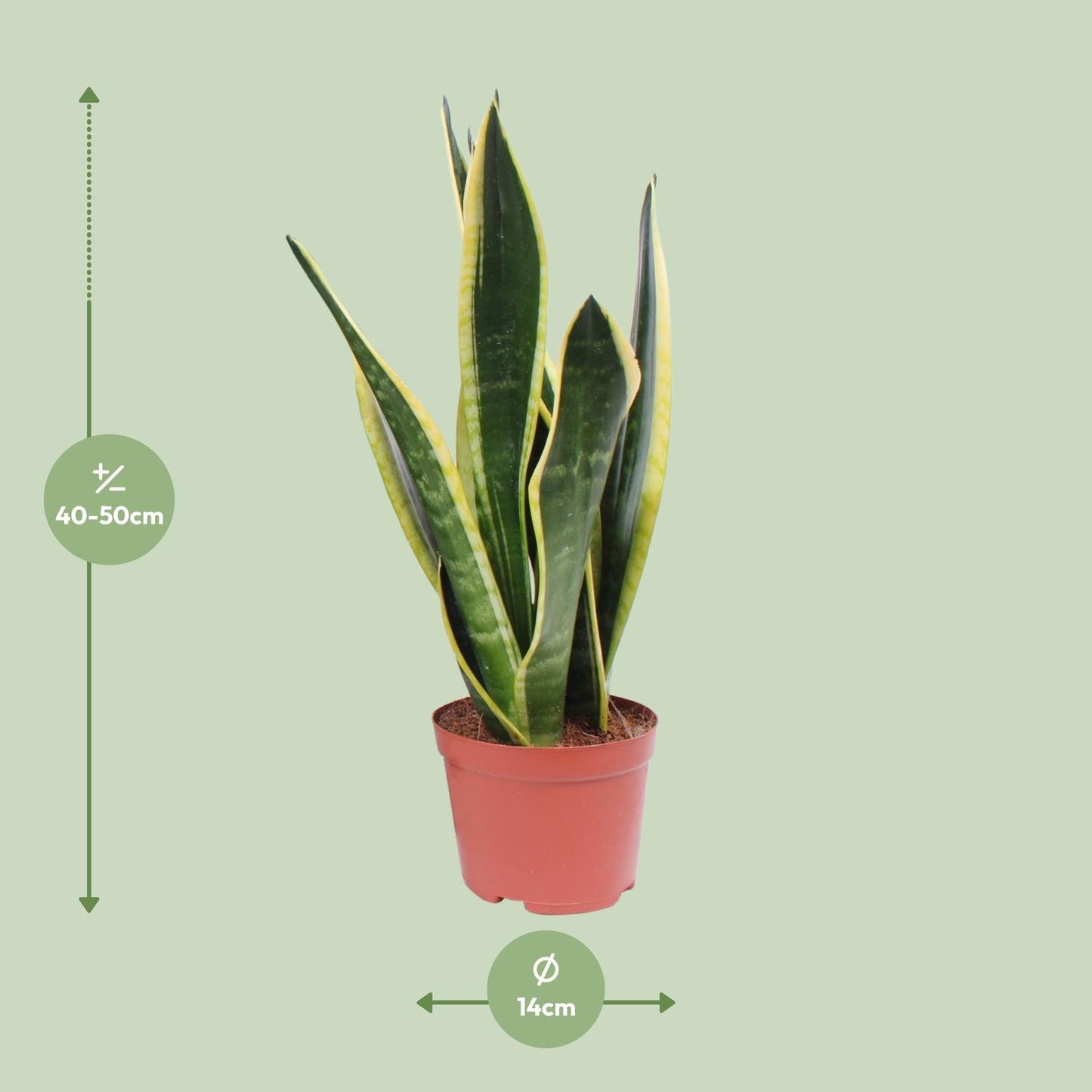 Sansevieria Black Superba - Ø14cm - ↕45cm - Pflanzfix24