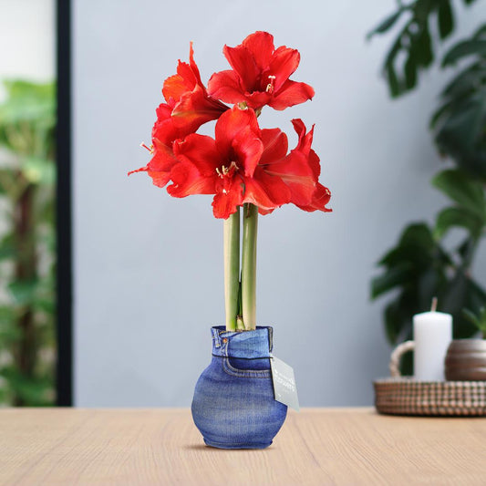 No Water Flowers® Fashionz Streetlife - Jeans + Red flower - Pflanzfix24