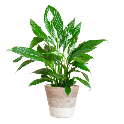 Spathiphyllum 80 cm mit Jutekorb Lissabon – Pflanzfix24.de - Pflanzfix24.de