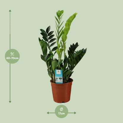 Zamioculcas Zamiifolia 65cm – Grünpflanze bei Pflanzfix24.de - Pflanzfix24.de