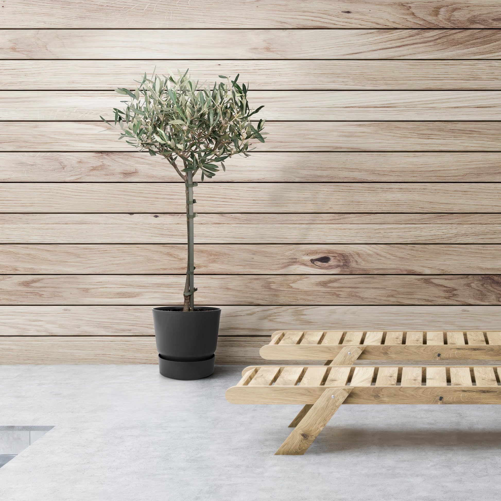Olivenbaum Olea Europaea auf Stamm Ø19cm 90cm – Pflanzfix24.de - Pflanzfix24.de