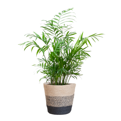 Chamaedorea Elegans mit Mand Lissabon Schwarz - 55cm - Ø17 - Pflanzfix24