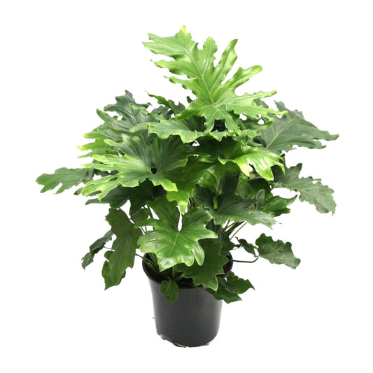 Philodendron Xanadu - Ø21cm - ↕80cm von Pflanzfix24