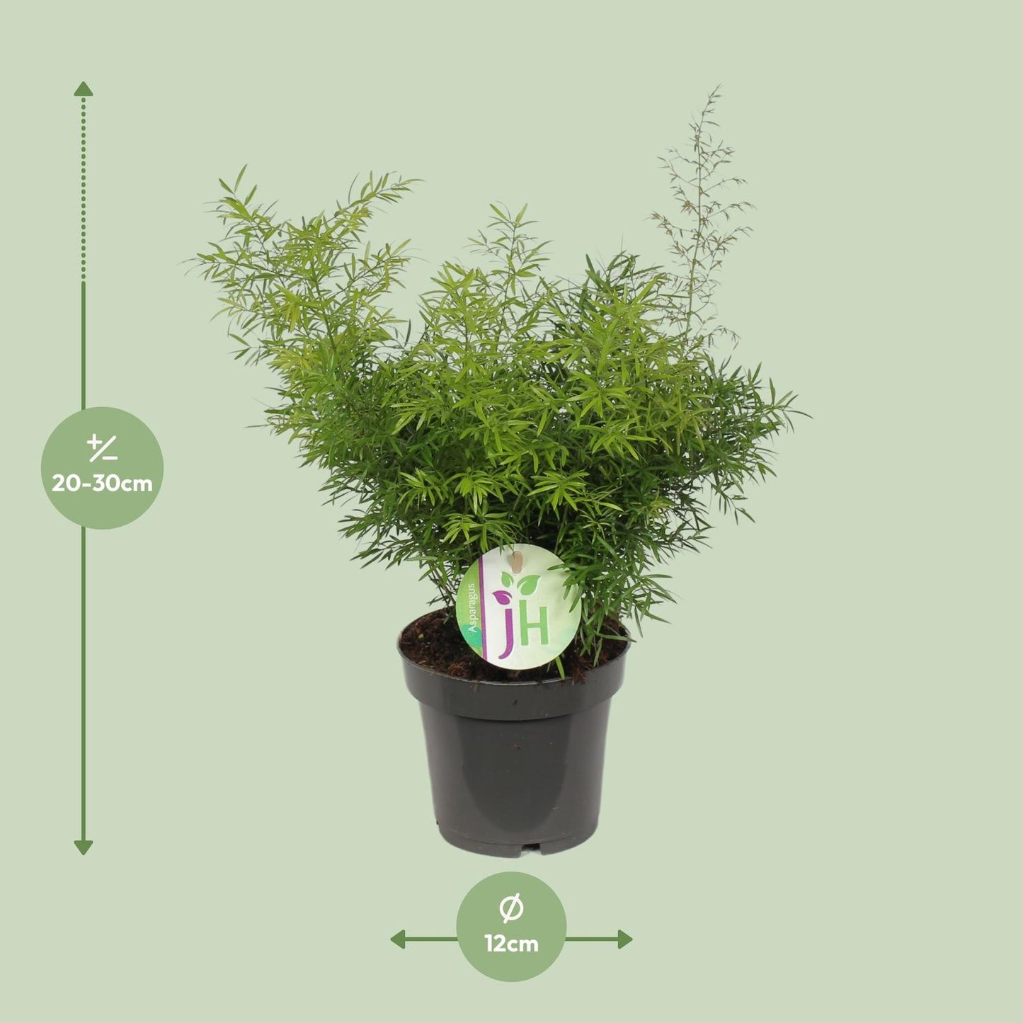 Asparagus Cwebe - Ø12cm - ↕30cm - Pflanzfix24