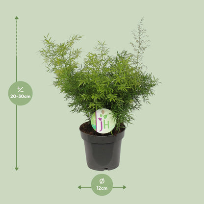 Asparagus Cwebe - Ø12cm - ↕30cm - Pflanzfix24