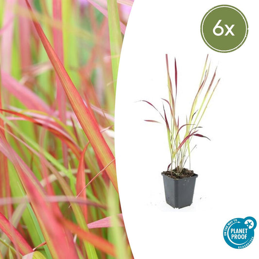 6x Imperata cylindrica 'Red Baron' - ↕10-25cm - Ø9cm - Pflanzfix24.de - Pflanzfix24.de