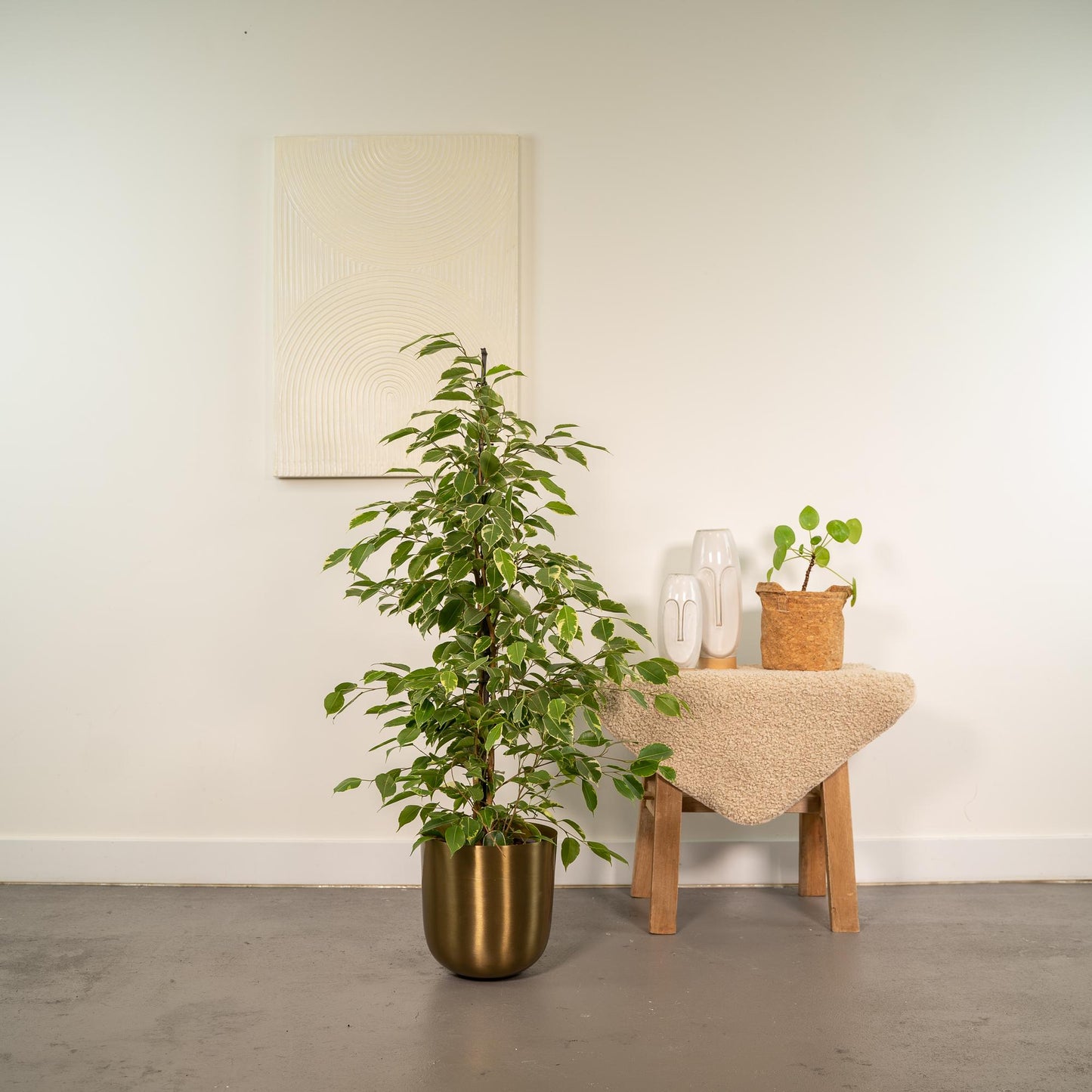 Ficus benjamina Goldenking - Ø21cm - ↕95cm + Topf Mayk Gold - Pflanzfix24