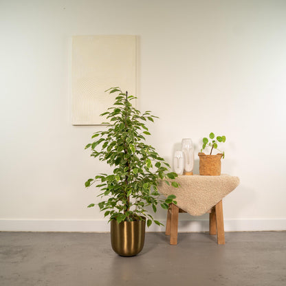 Ficus benjamina Goldenking - Ø21cm - ↕95cm + Topf Mayk Gold - Pflanzfix24