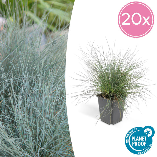 20x Festuca glauca 'Elijah Bleu' von Pflanzfix24.de - ↕10-25cm - Ø9cm - Pflanzfix24.de