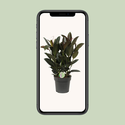 Ficus Melany - Ø19cm - ↕65cm by Pflanzfix24