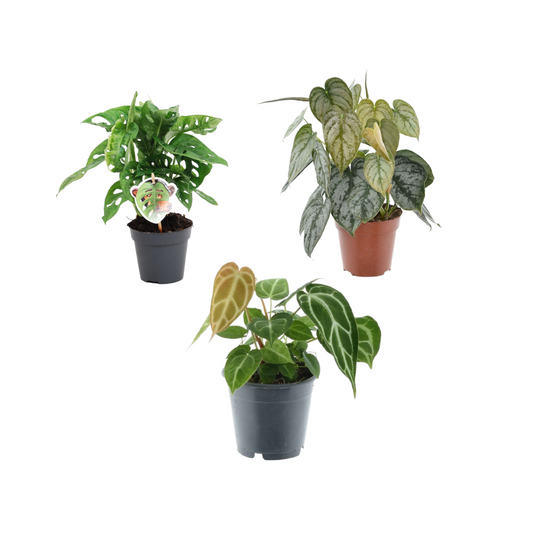 Grüne Mix 3 Pflanzen - Monstera obliqua 'Monkey Leaf' - 25 cm - ø12 - Philodendron Brandtianum - 35 cm - ø12 - Anthurium Chrystallium - 35 cm - ø12 - Pflanzfix24