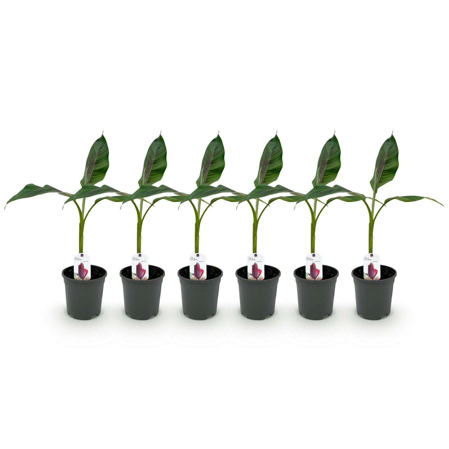 Bananenpflanze Musa sikkimensis Red Tiger - 6 Pflanzen - pflanzfix24