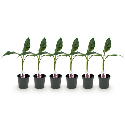 Bananenpflanze Musa sikkimensis Red Tiger - 6 Pflanzen - pflanzfix24