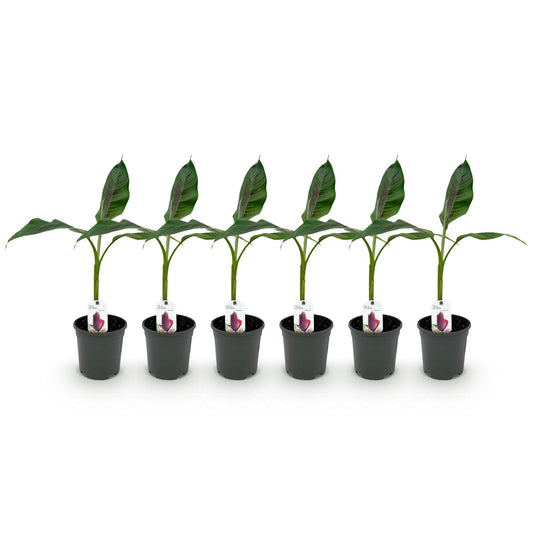 Bananenpflanze Musa sikkimensis Red Tiger - 6 Pflanzen - pflanzfix24